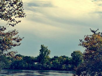 Scenic view of trees against sky