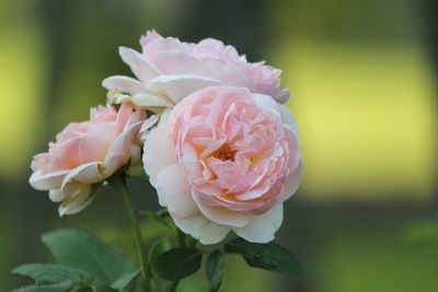 Close-up of pink rose