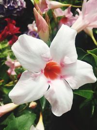 Close-up of day lily blooming outdoors