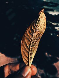 Close-up of hand holding leaf