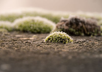 Close-up of plant on sand