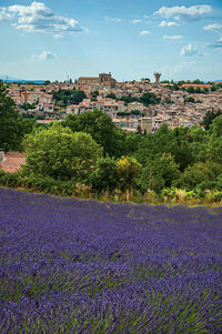 Panoramic view of lavender flowers fields near valensole, in the french provence.