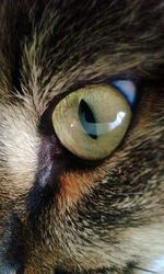 Close-up portrait of cat