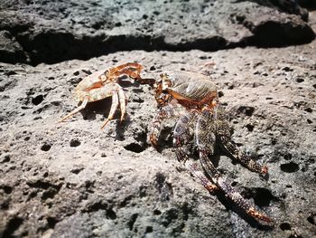 Close-up of crab on rock at beach