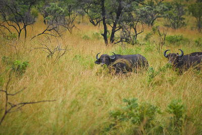 Buffalo in a field