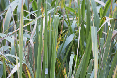 Close-up of crops growing on field