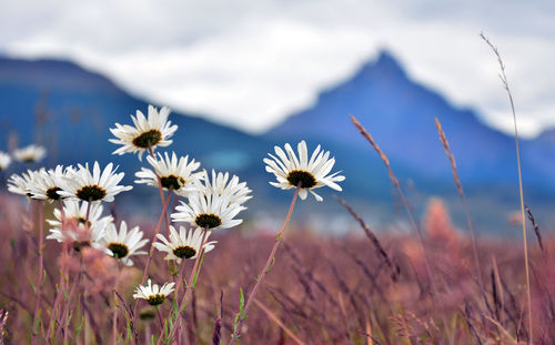 Close-up of flowering plants on field