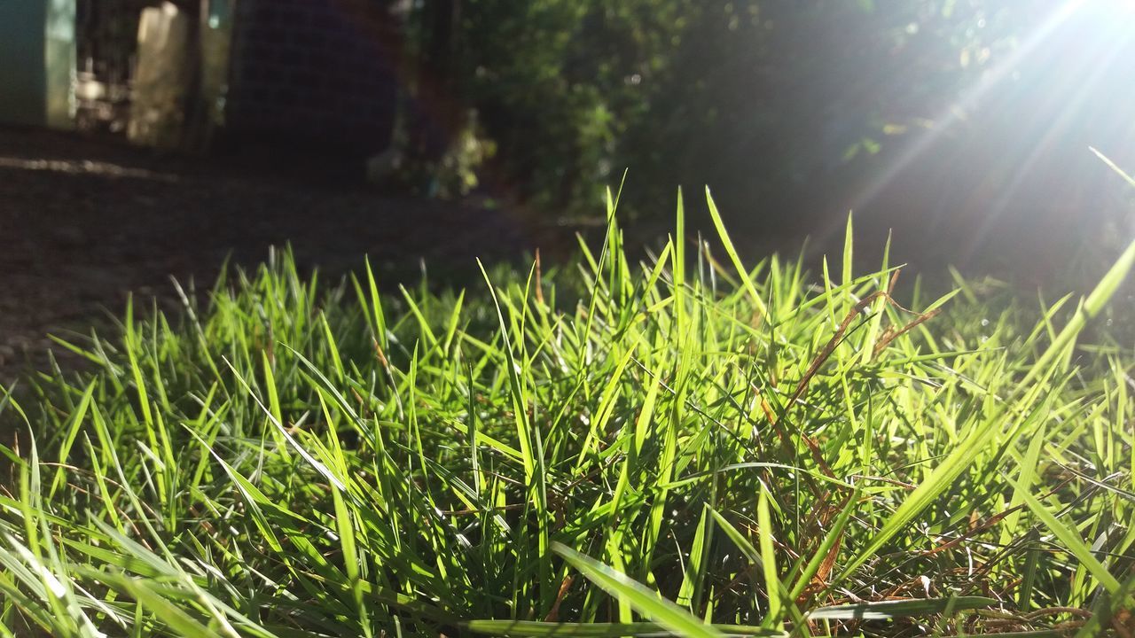 Summer Grass morning grass sunlight sun