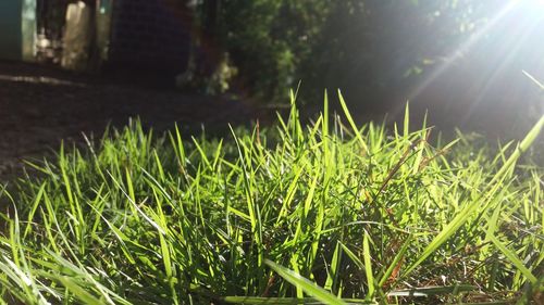 Close-up of fresh green grass