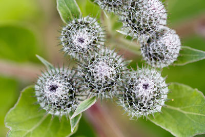 Close-up of flowering plant