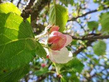 Low angle view of pink flowering plant