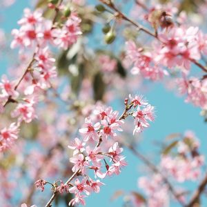 Close-up of pink flowers on tree