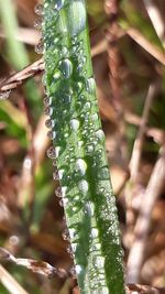 Close-up of wet leaf