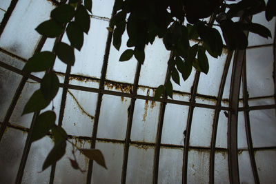 Low angle view of plant against wall