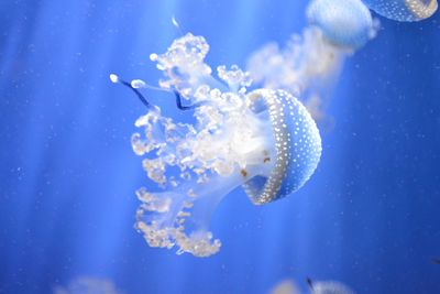 Close-up of white jellyfish swimming underwater