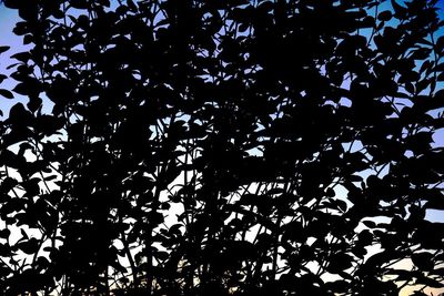 Low angle view of tree against clear sky