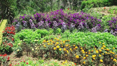 Flowers growing on field