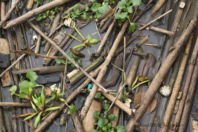 Close-up of wooden plant