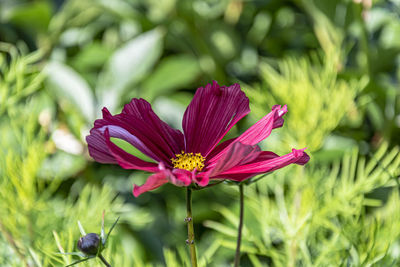 Close-up of pink flower