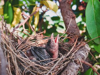 Close-up of bird in nest