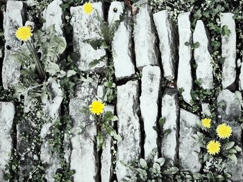 Close-up of yellow flowers