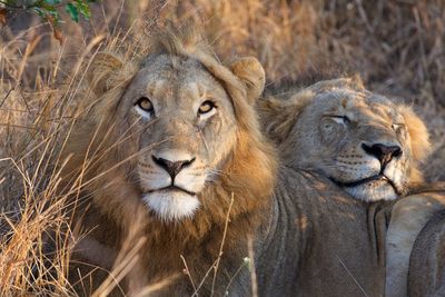 Portrait of lion