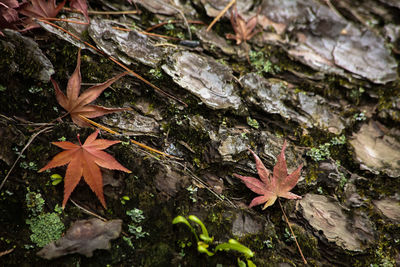 Close-up of maple leaves on rock