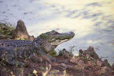 Close-up side view of a reptile against the lake