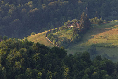 High angle view of trees in forest