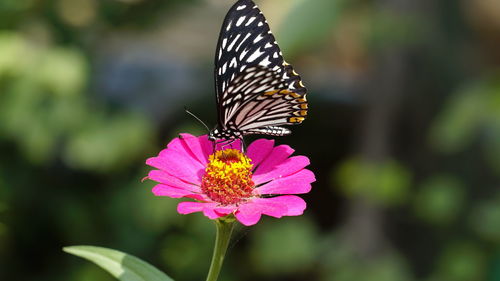 Close-up of butterfly pollinating on pink flower