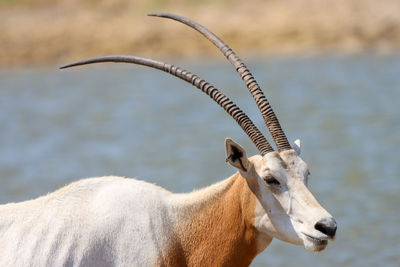 Scimitar horned oryx by water head turned slightly toward camera