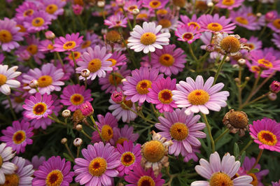 Close-up of flowers blooming outdoors