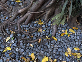 High angle view of tree trunk