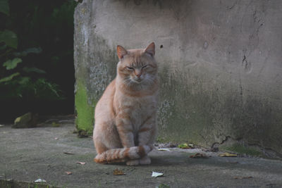 Portrait of cat sitting on wall