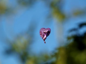 In my garden and this floats by. an escapee from a birthday celebration now on its own adventure