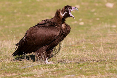 Side view of a bird on field