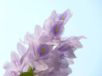 Close-up of pink cherry blossoms against clear sky