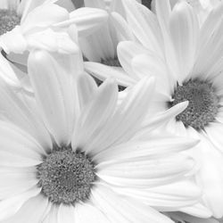 Close-up of flowers blooming outdoors