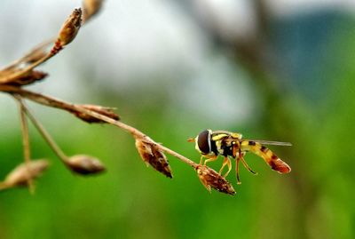 Close-up of insect on plant