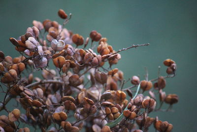 Close-up of seeds on plant