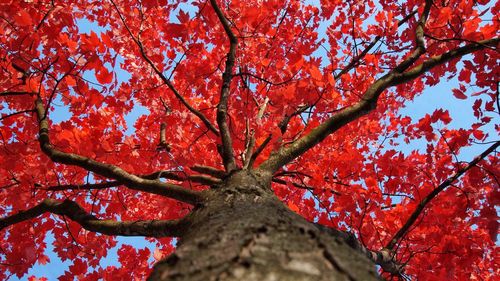 Low angle view of tree against sky during autumn