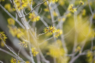 Close-up of yellow flowering plant