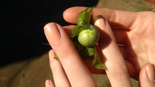 Close-up of hand holding fruit