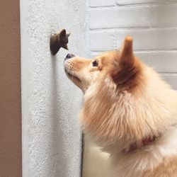 Close-up of dog at home