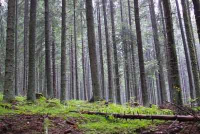 Trees growing in forest