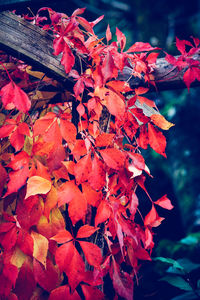 Close-up of maple leaves