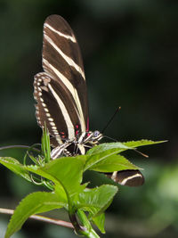 Close-up of butterfly perching on plant