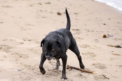 Black dog on beach