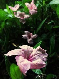 Close-up of pink flowers blooming outdoors
