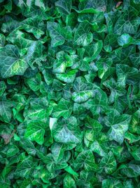 Full frame shot of green leaves